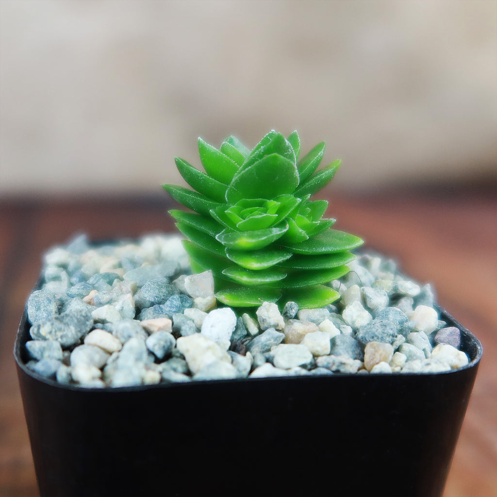 Crassula Spiralis