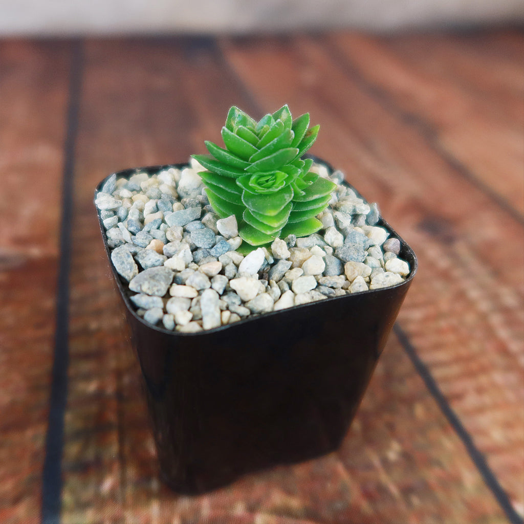 Crassula Spiralis