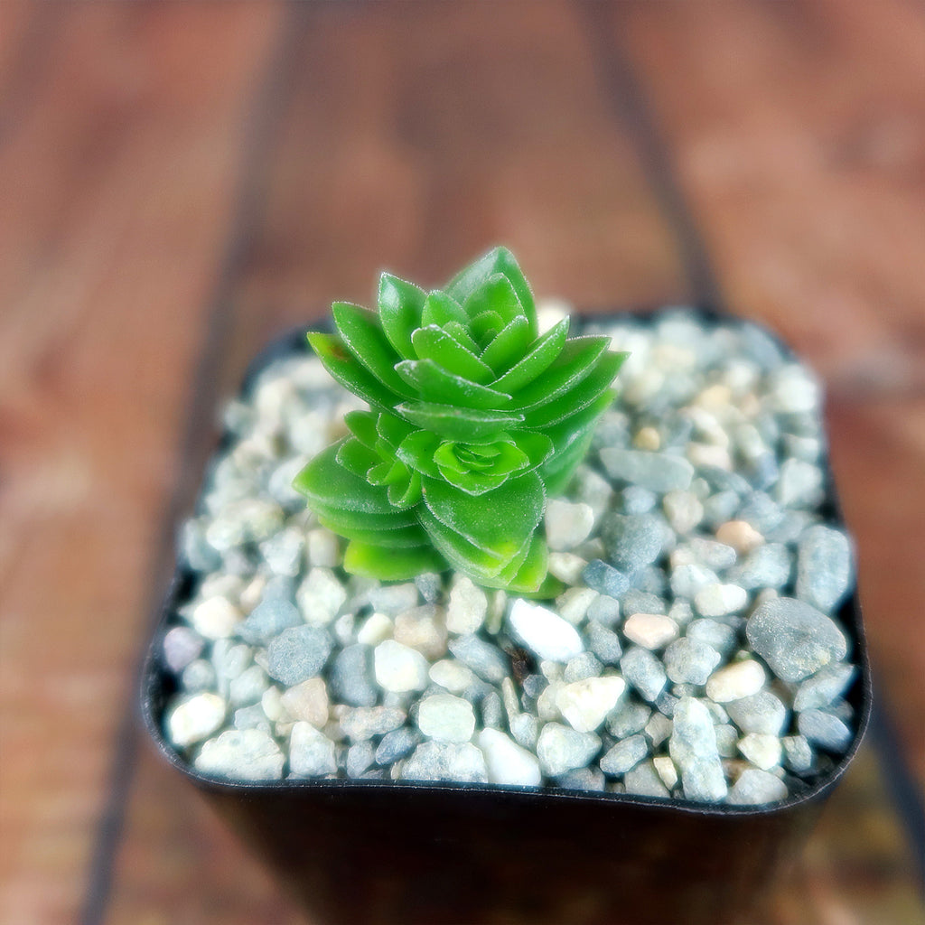 Crassula Spiralis
