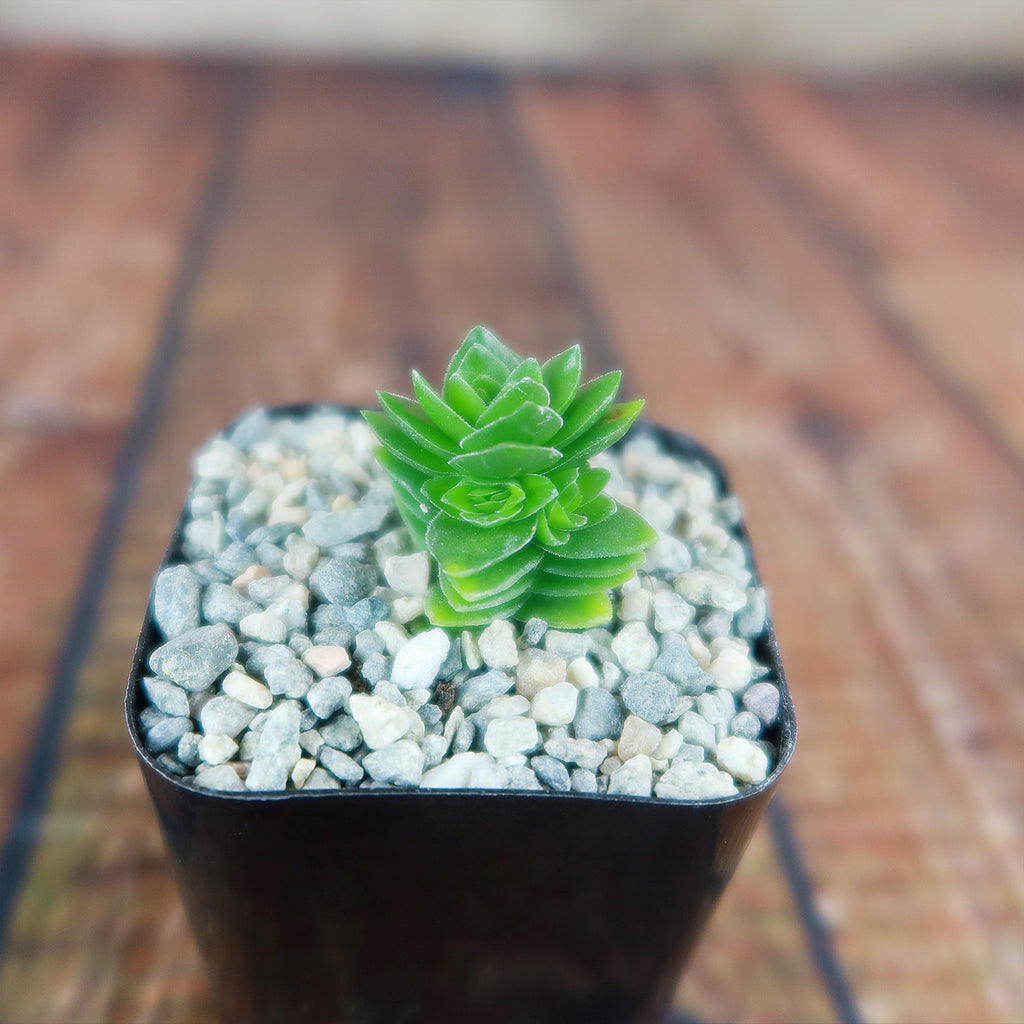Crassula Spiralis