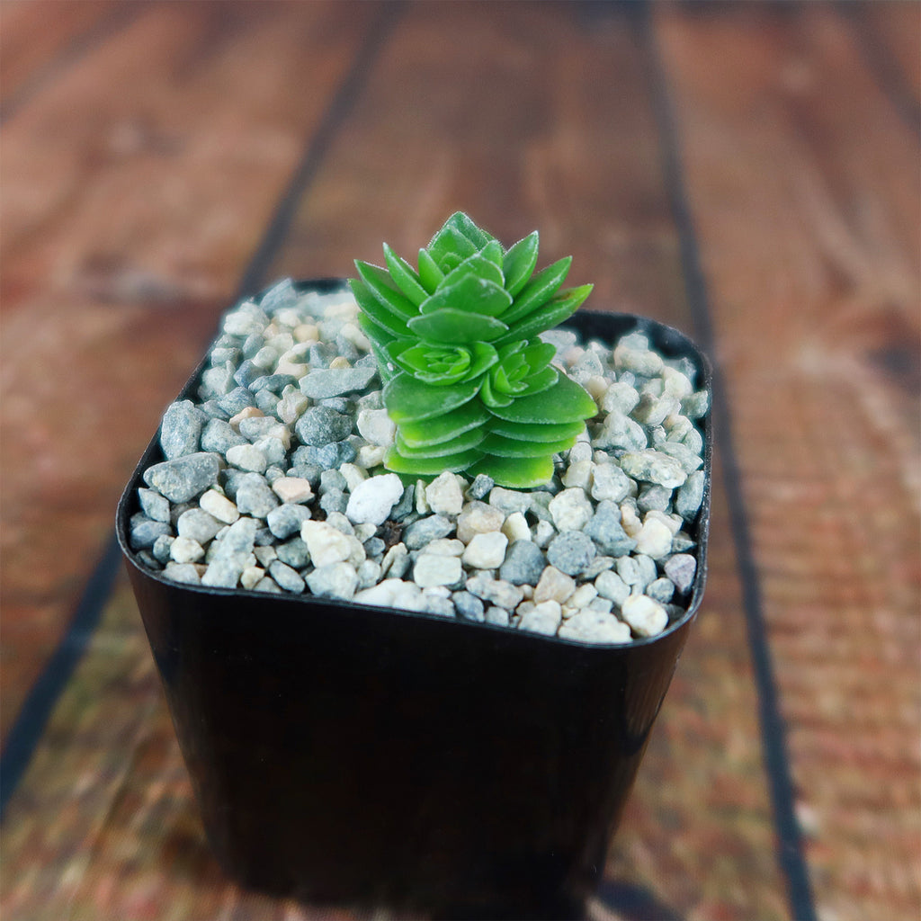 Crassula Spiralis