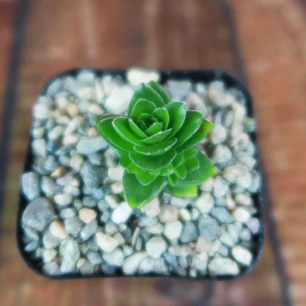 Crassula Spiralis