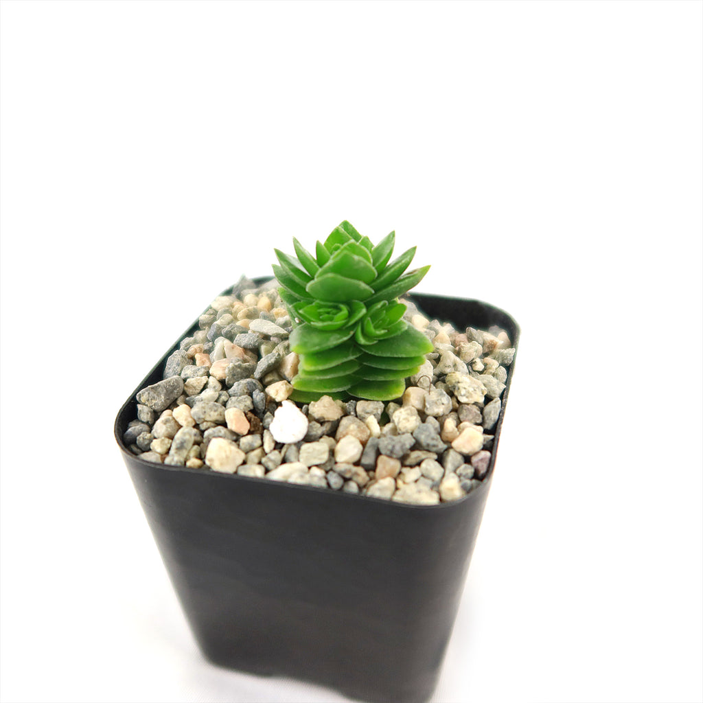Crassula Spiralis