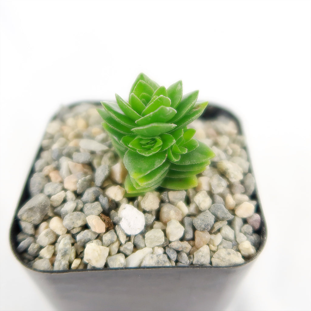 Crassula Spiralis