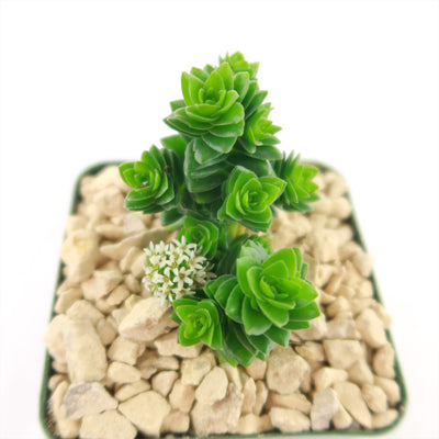 Crassula Spiralis