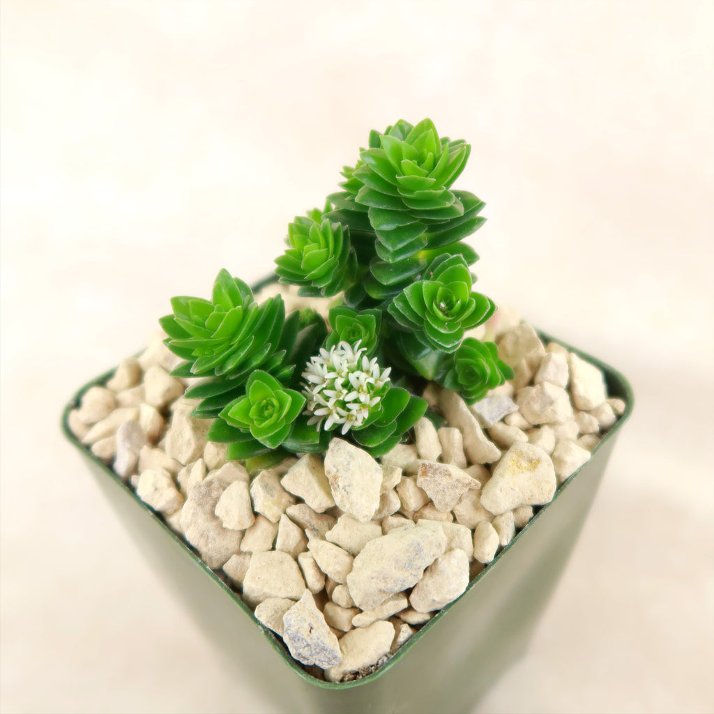 Crassula Spiralis