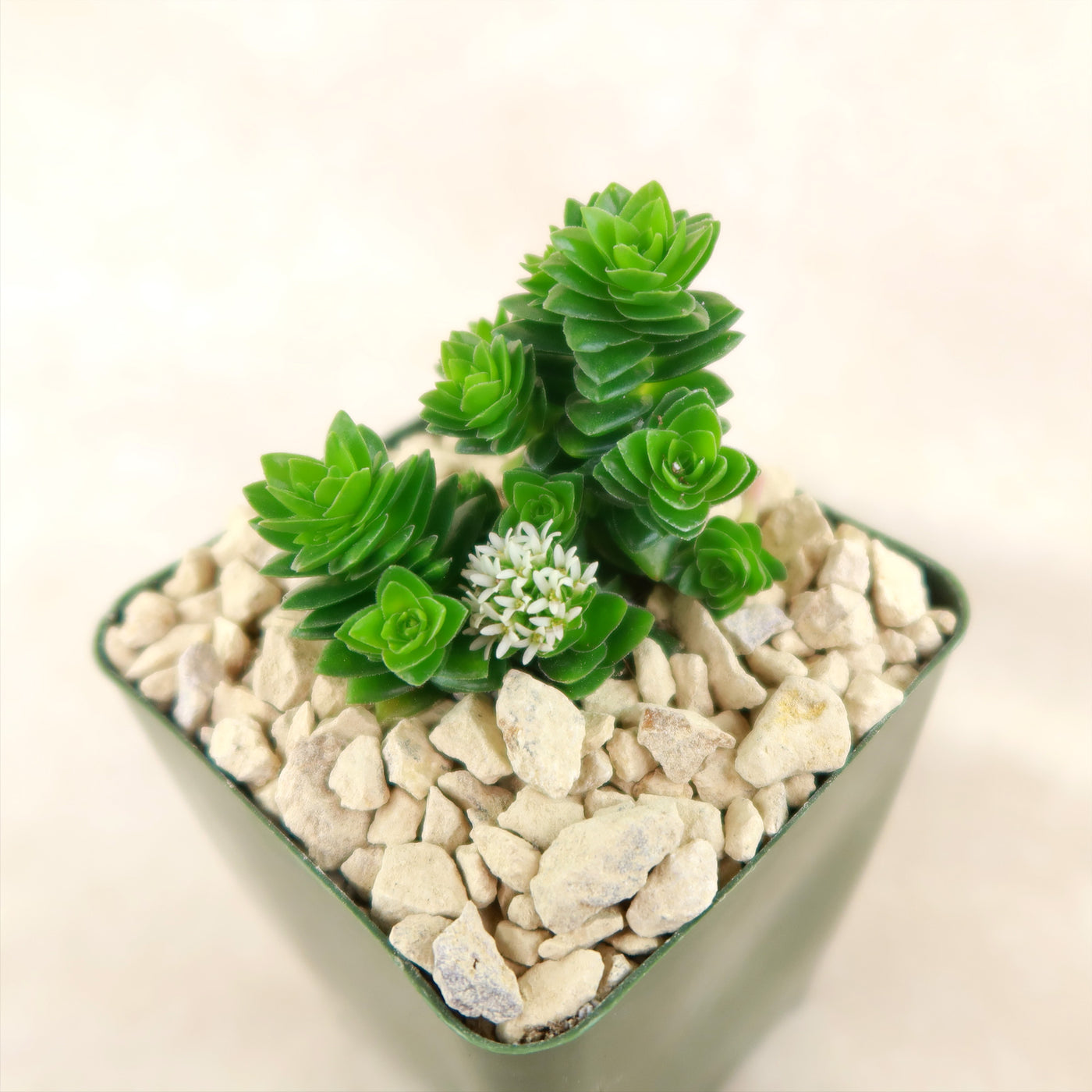 Crassula Spiralis