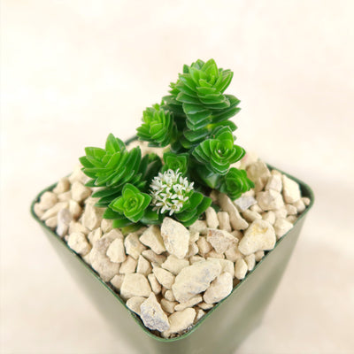 Crassula Spiralis