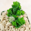 Crassula Spiralis