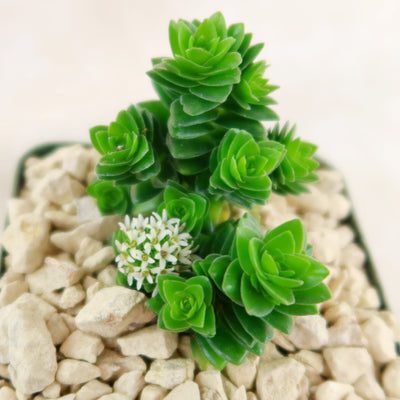 Crassula Spiralis