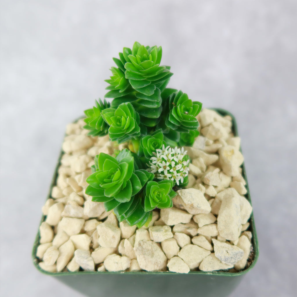 Crassula Spiralis