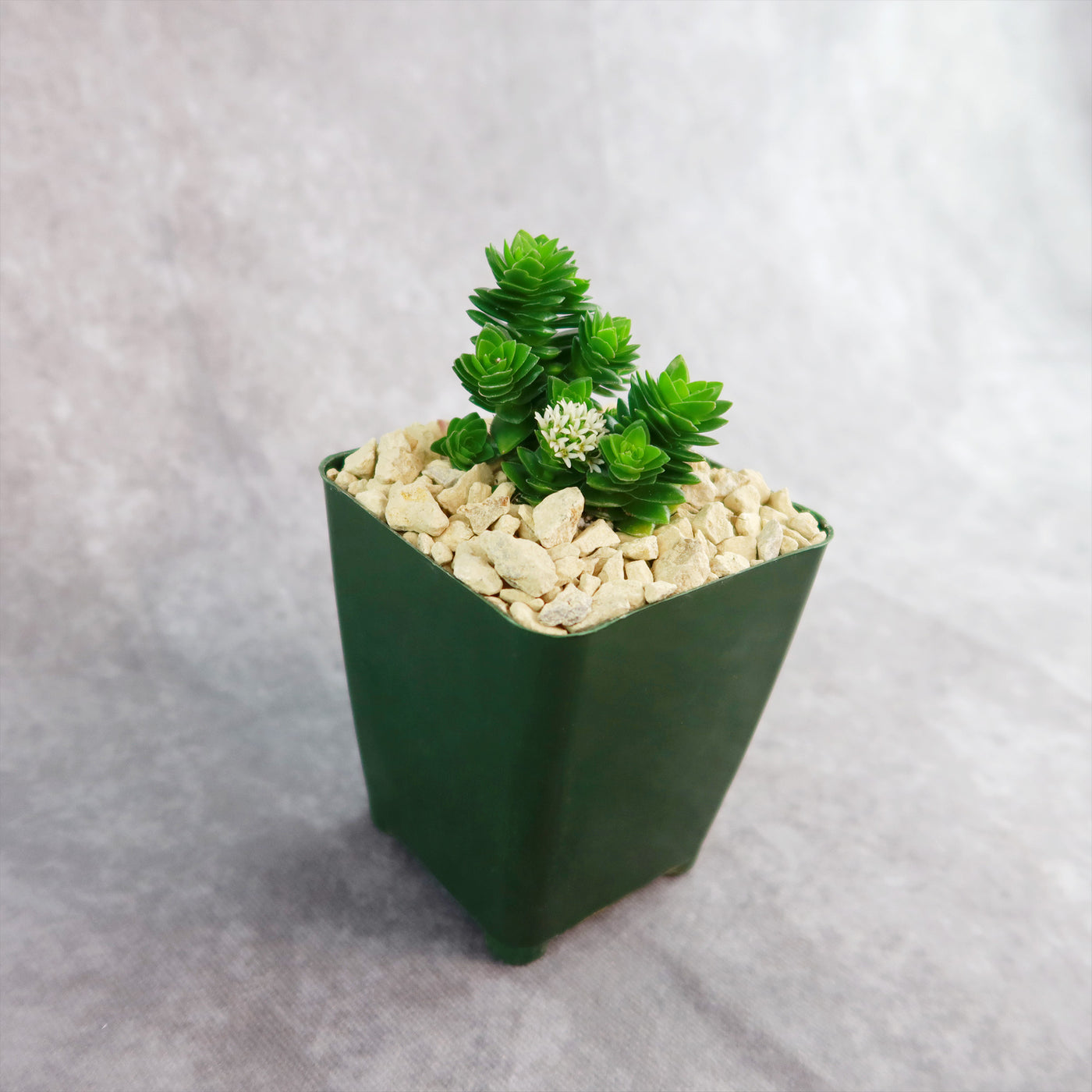 Crassula Spiralis