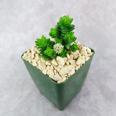 Crassula Spiralis