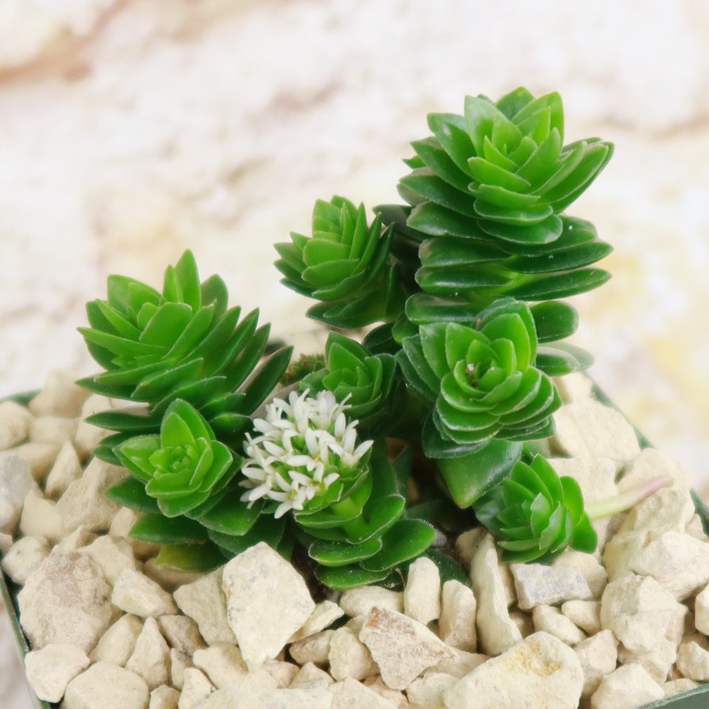 Crassula Spiralis