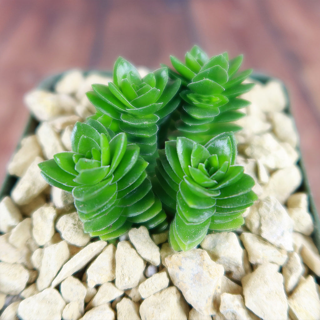 Crassula Spiralis