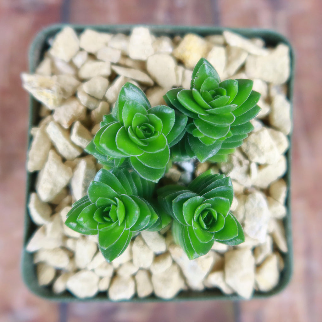 Crassula Spiralis