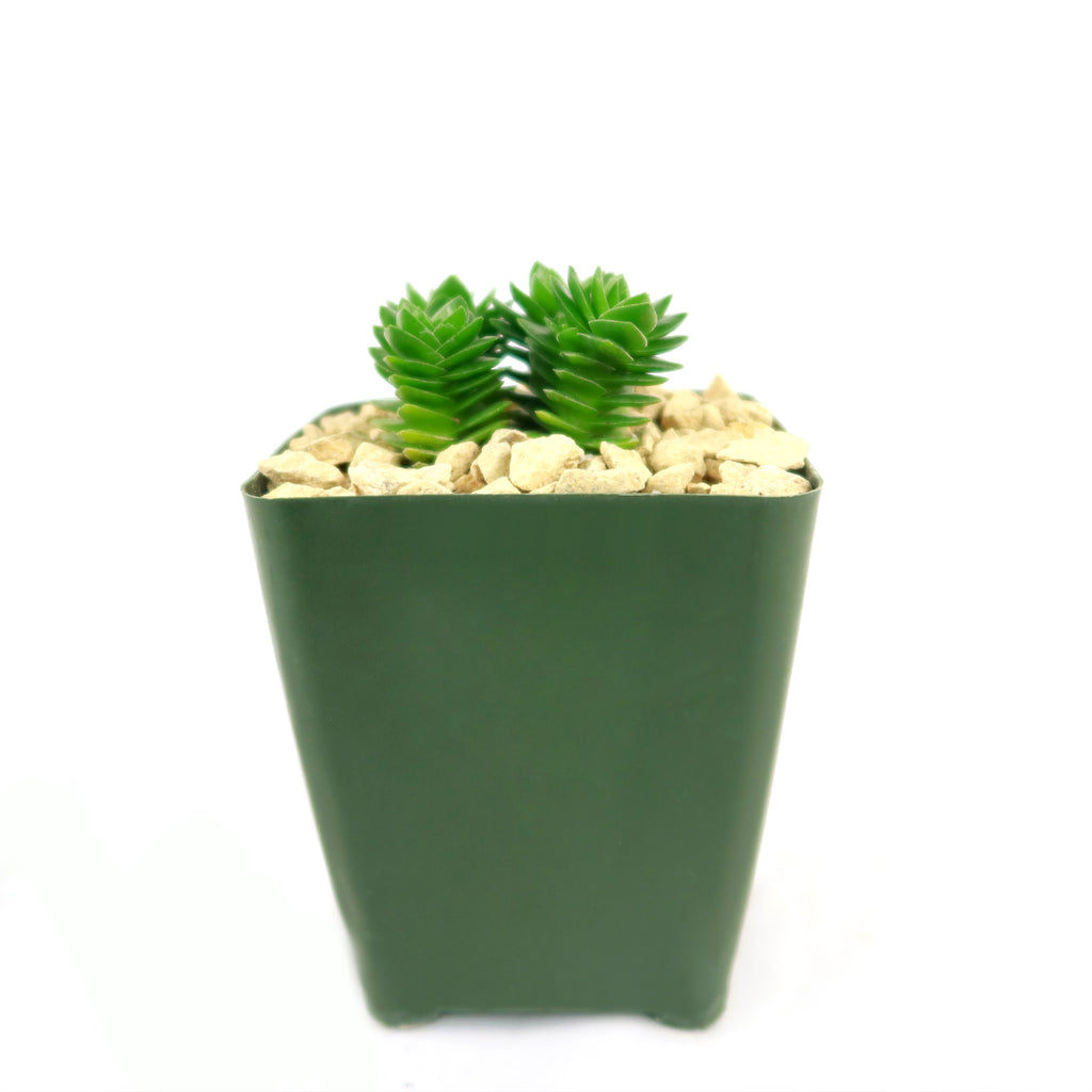Crassula Spiralis