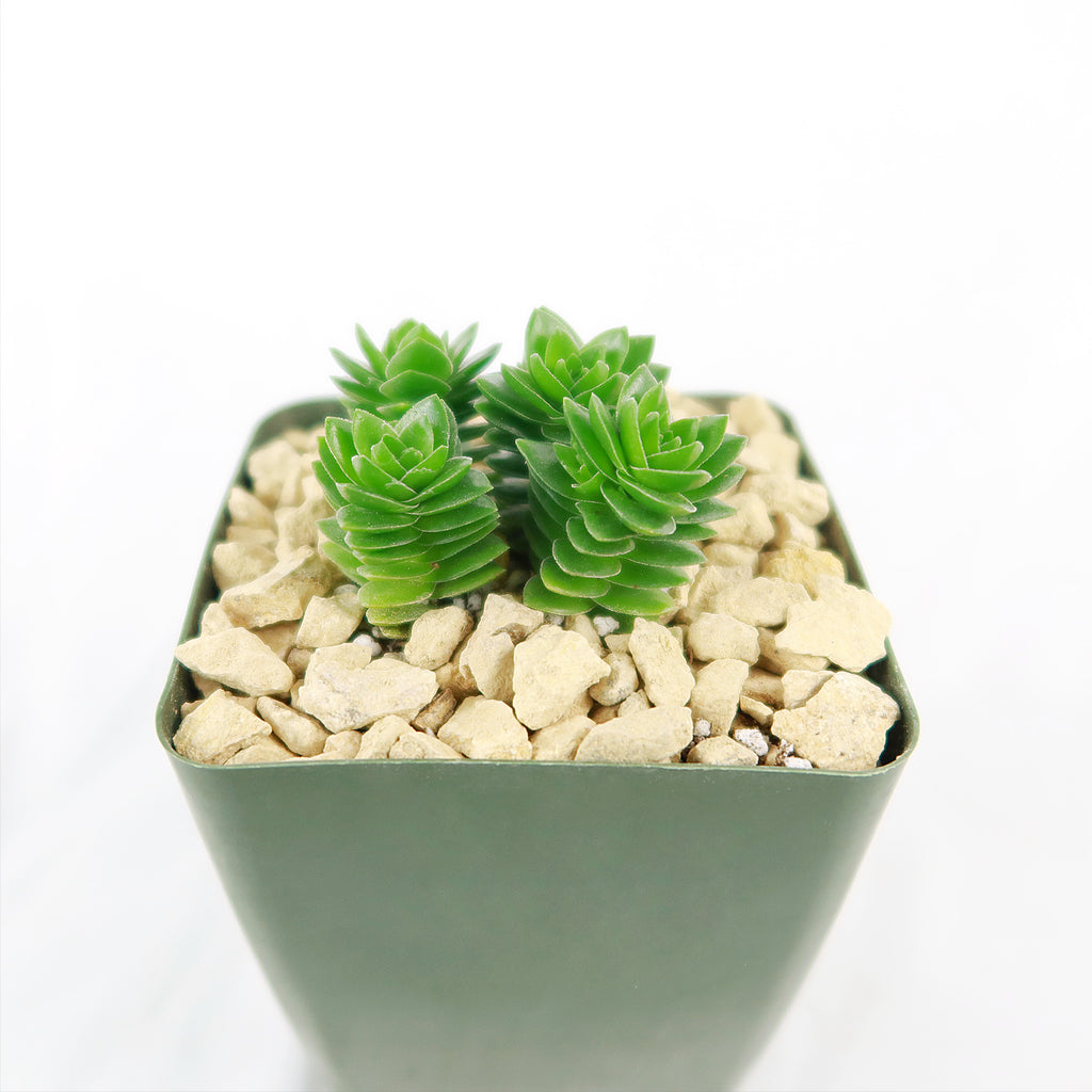 Crassula Spiralis