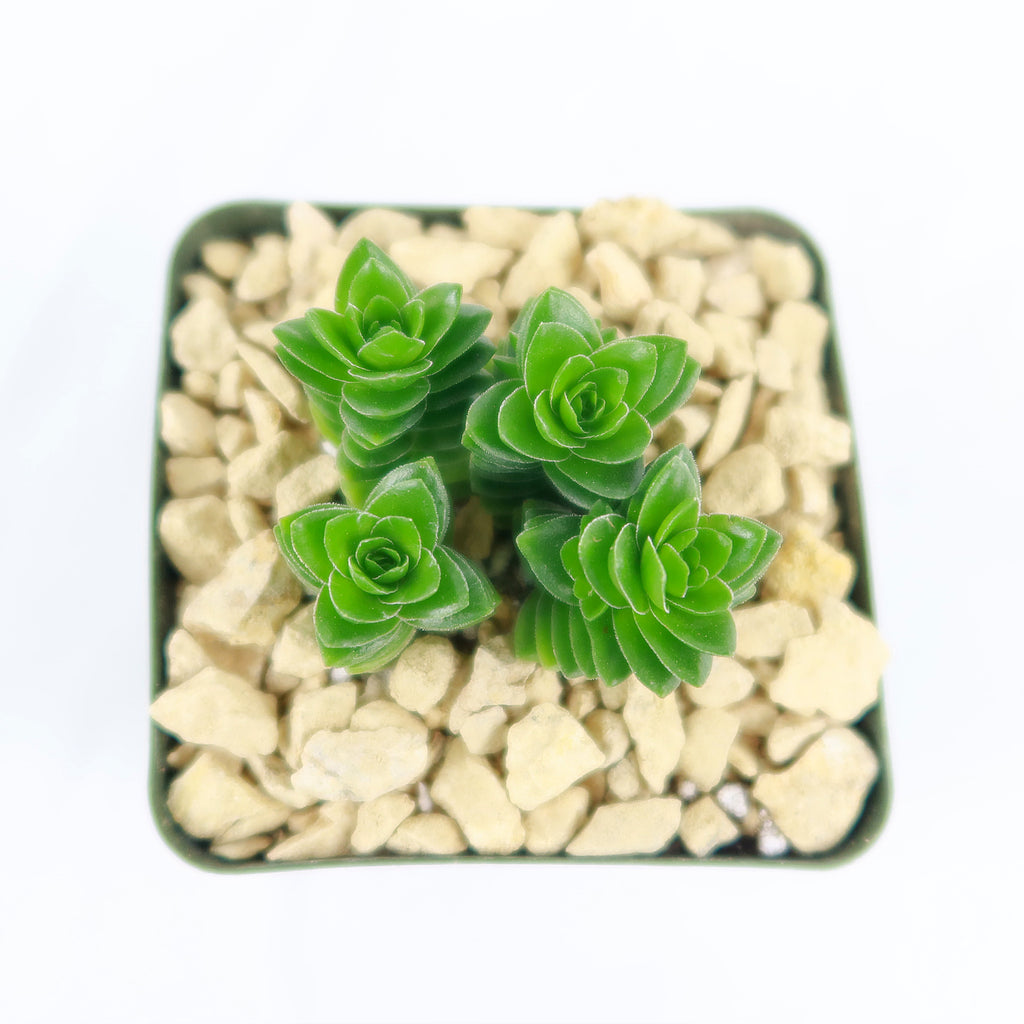 Crassula Spiralis