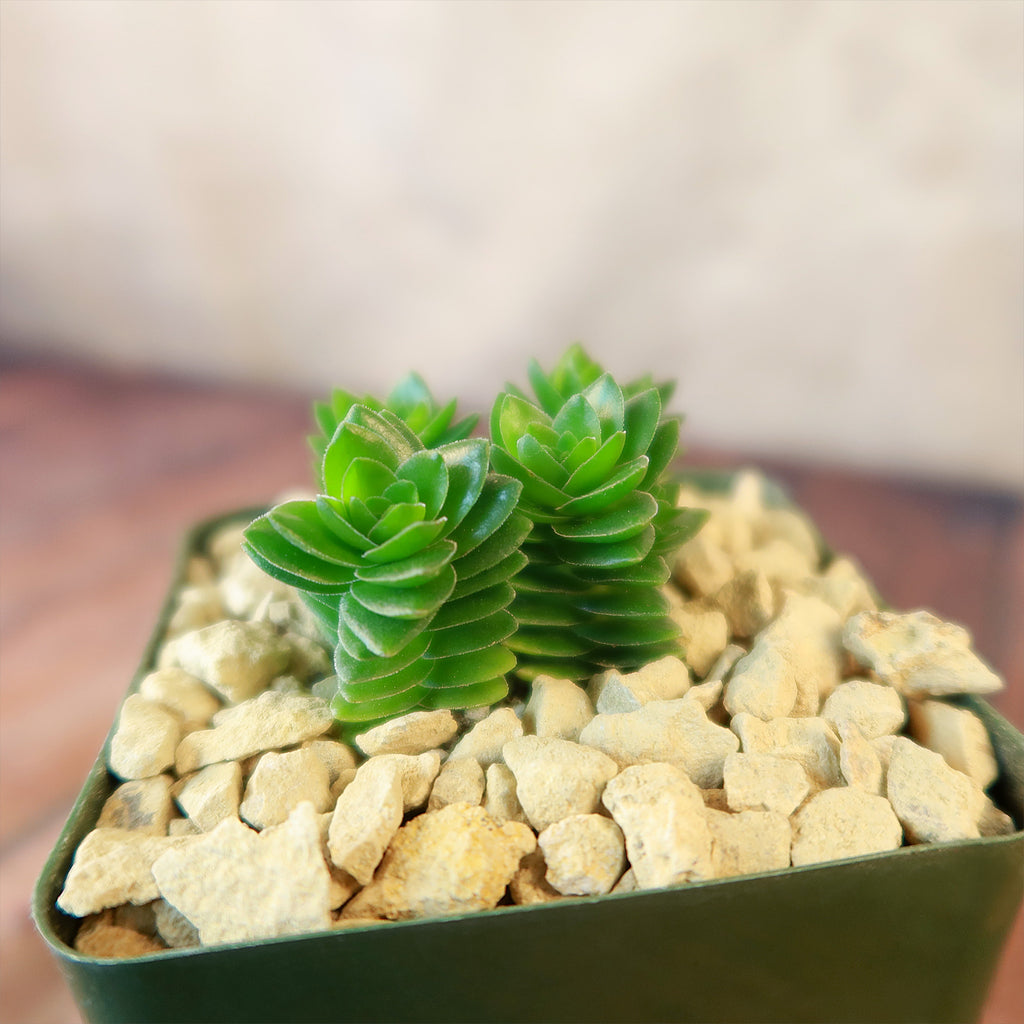 Crassula Spiralis