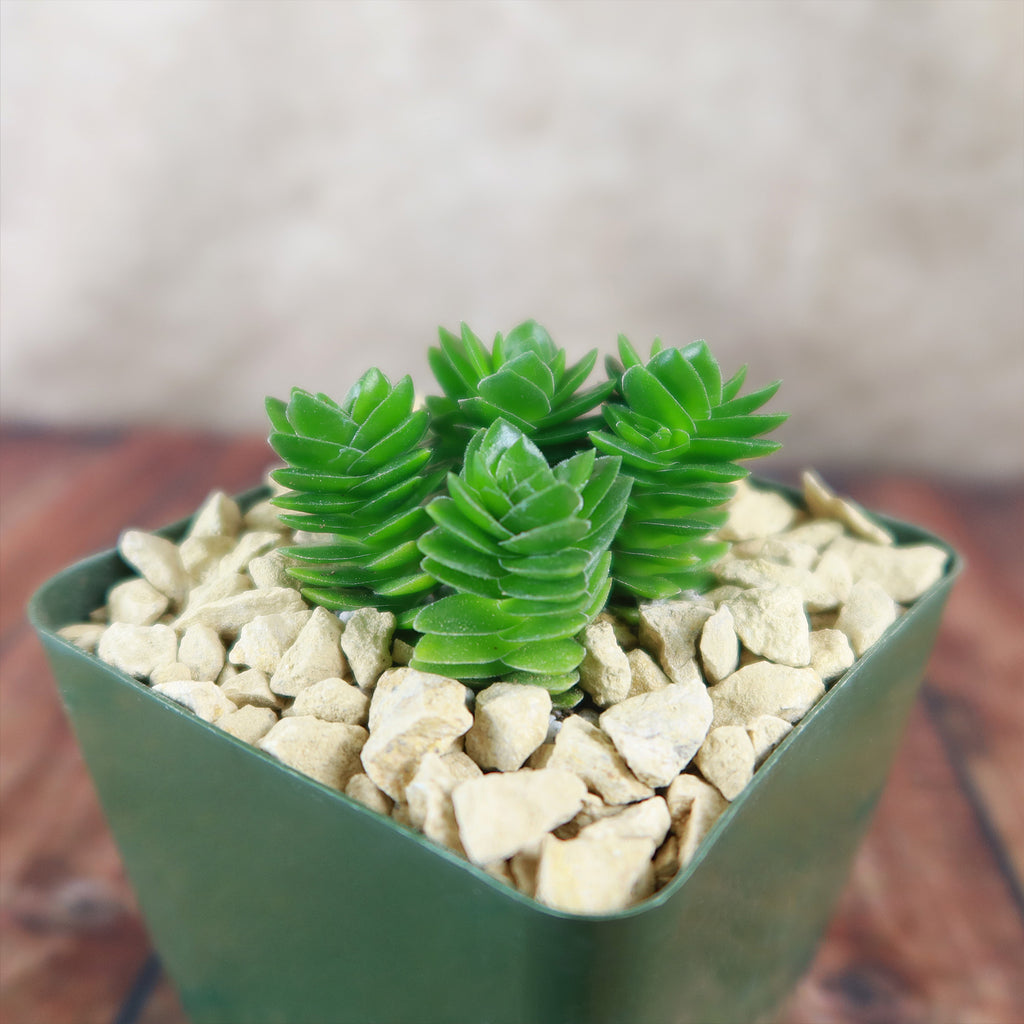Crassula Spiralis