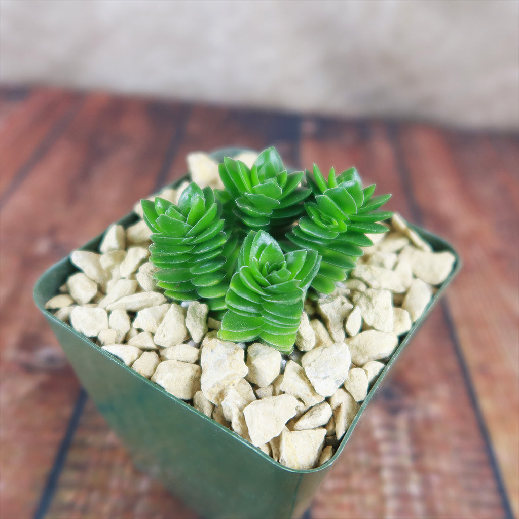 Crassula Spiralis