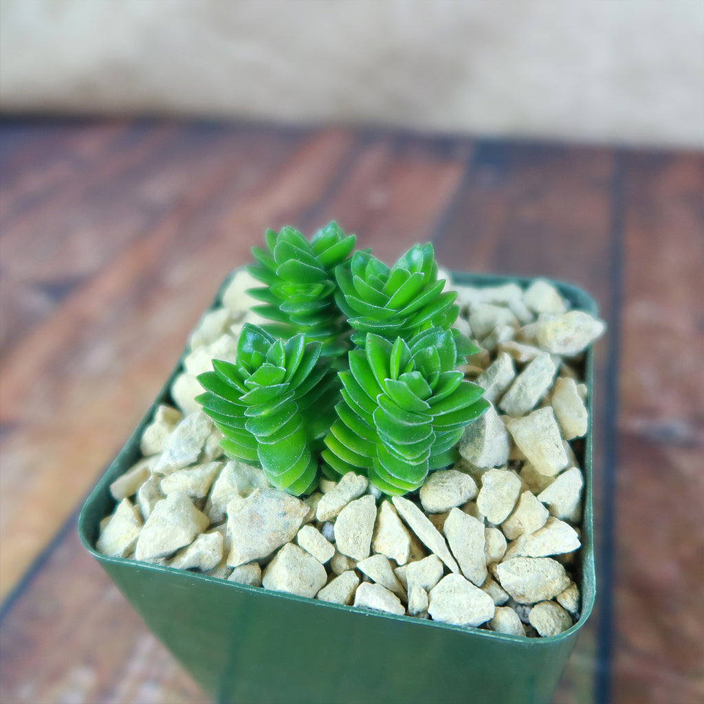Crassula Spiralis