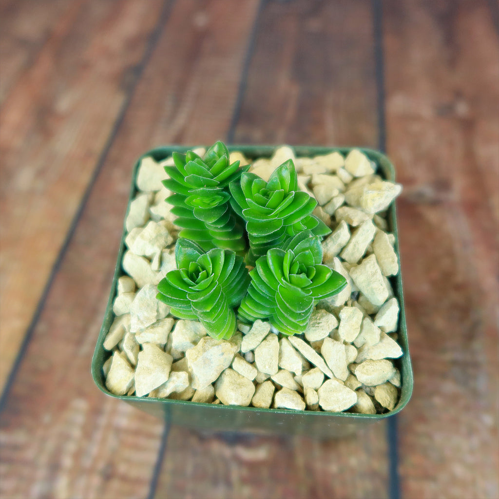 Crassula Spiralis