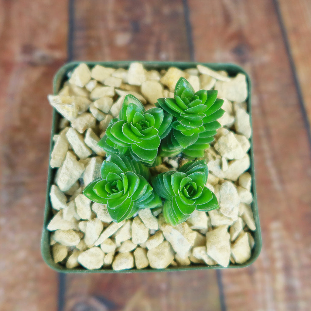 Crassula Spiralis