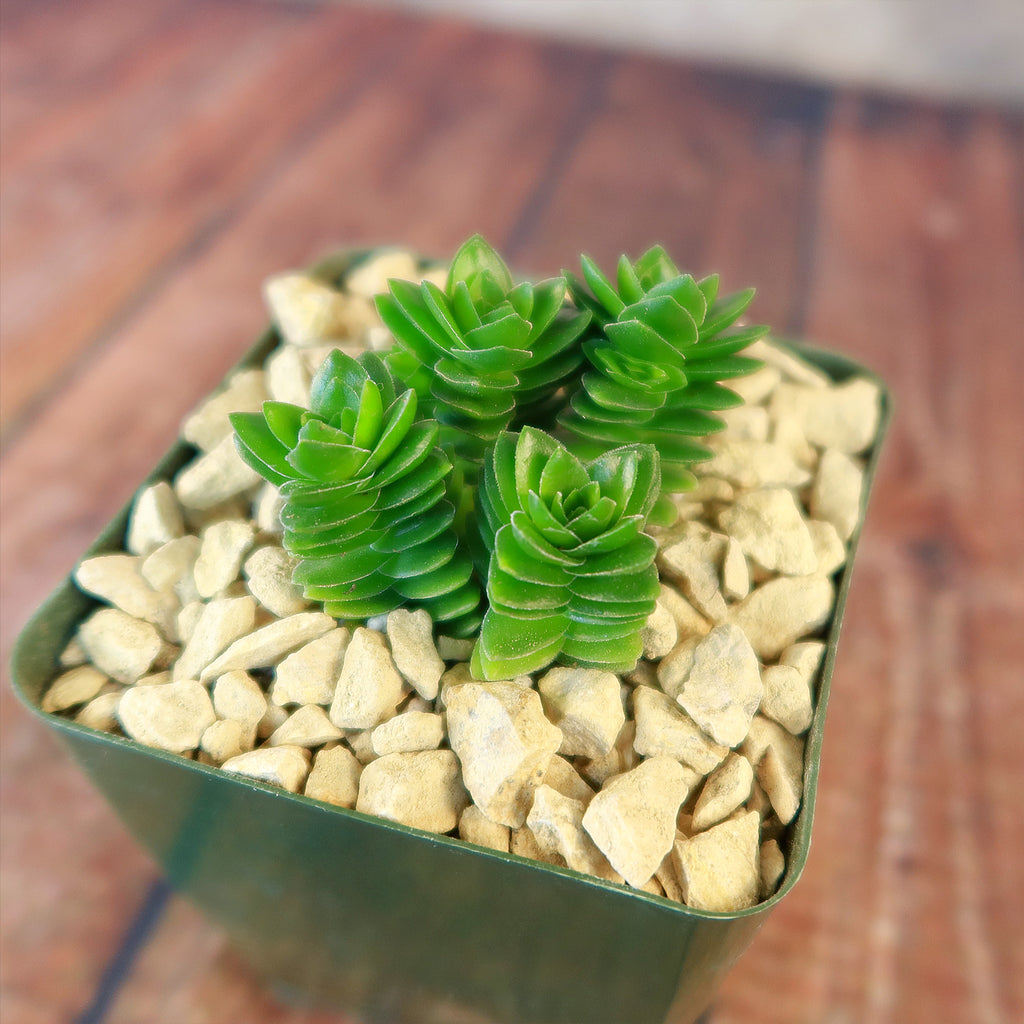Crassula Spiralis