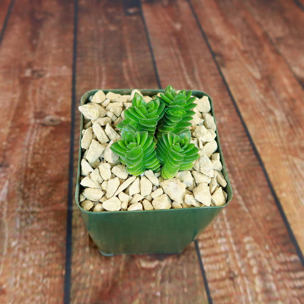 Crassula Spiralis