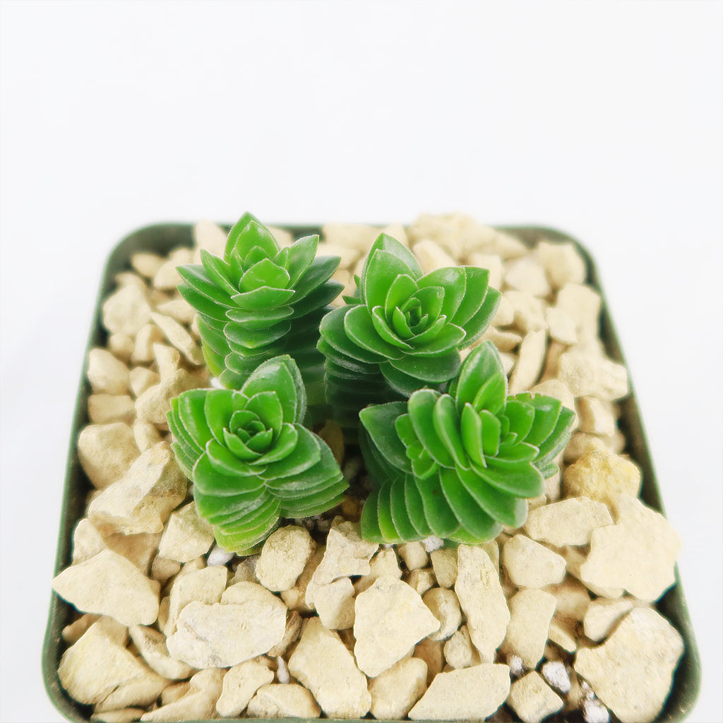 Crassula Spiralis