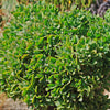 Ripple Jade - Crassula arborescens &