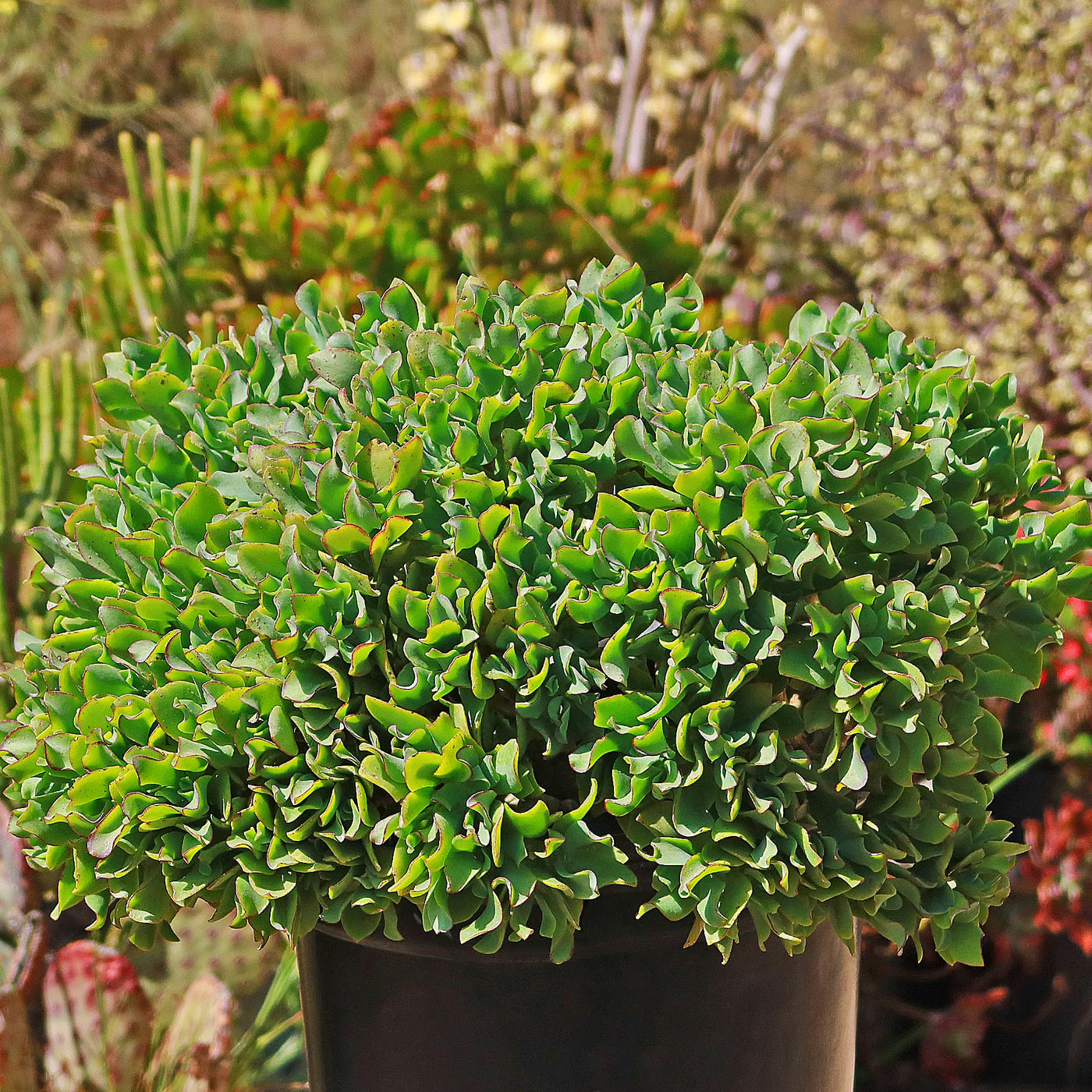 Ripple Jade - Crassula arborescens 'Undulatifolia' (3)