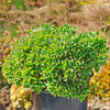 Ripple Jade - Crassula arborescens &