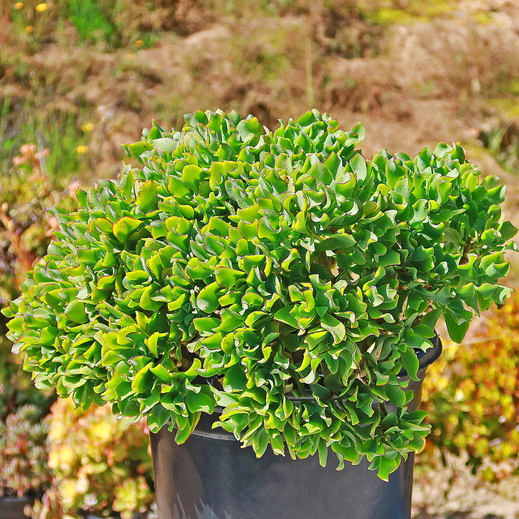 Ripple Jade - Crassula arborescens &