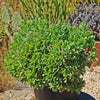 Ripple Jade - Crassula arborescens &