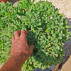 Ripple Jade - Crassula arborescens &