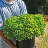 Ripple Jade - Crassula arborescens &