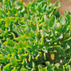 Ripple Jade - Crassula arborescens &