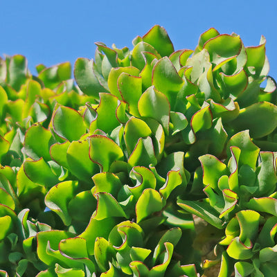 Ripple Jade - Crassula arborescens 'Undulatifolia' (7)