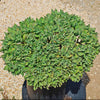 Ripple Jade - Crassula arborescens &