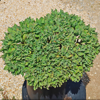 Ripple Jade - Crassula arborescens 'Undulatifolia' (9)