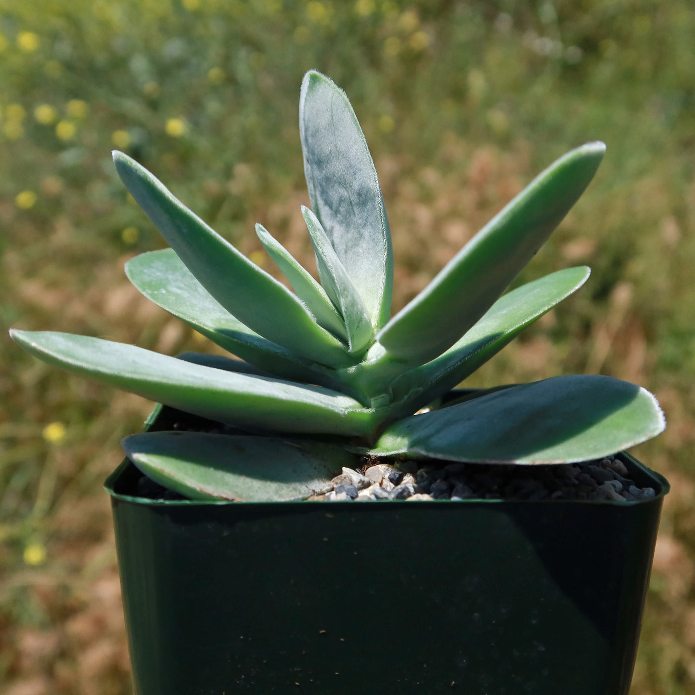crassula dubia succulent Crassula dubia 6" Pot