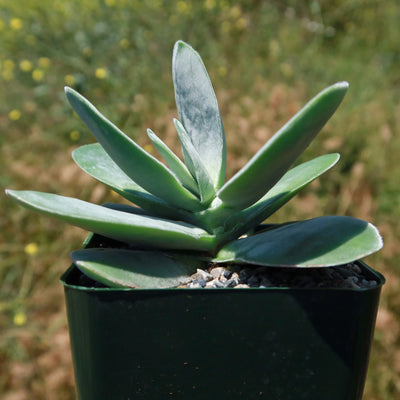Paddle plant - Crassula dubia -4