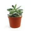 A Crassula dubia succulent with thick green leaves in a brown plastic pot with pebbles, set against a plain white background.