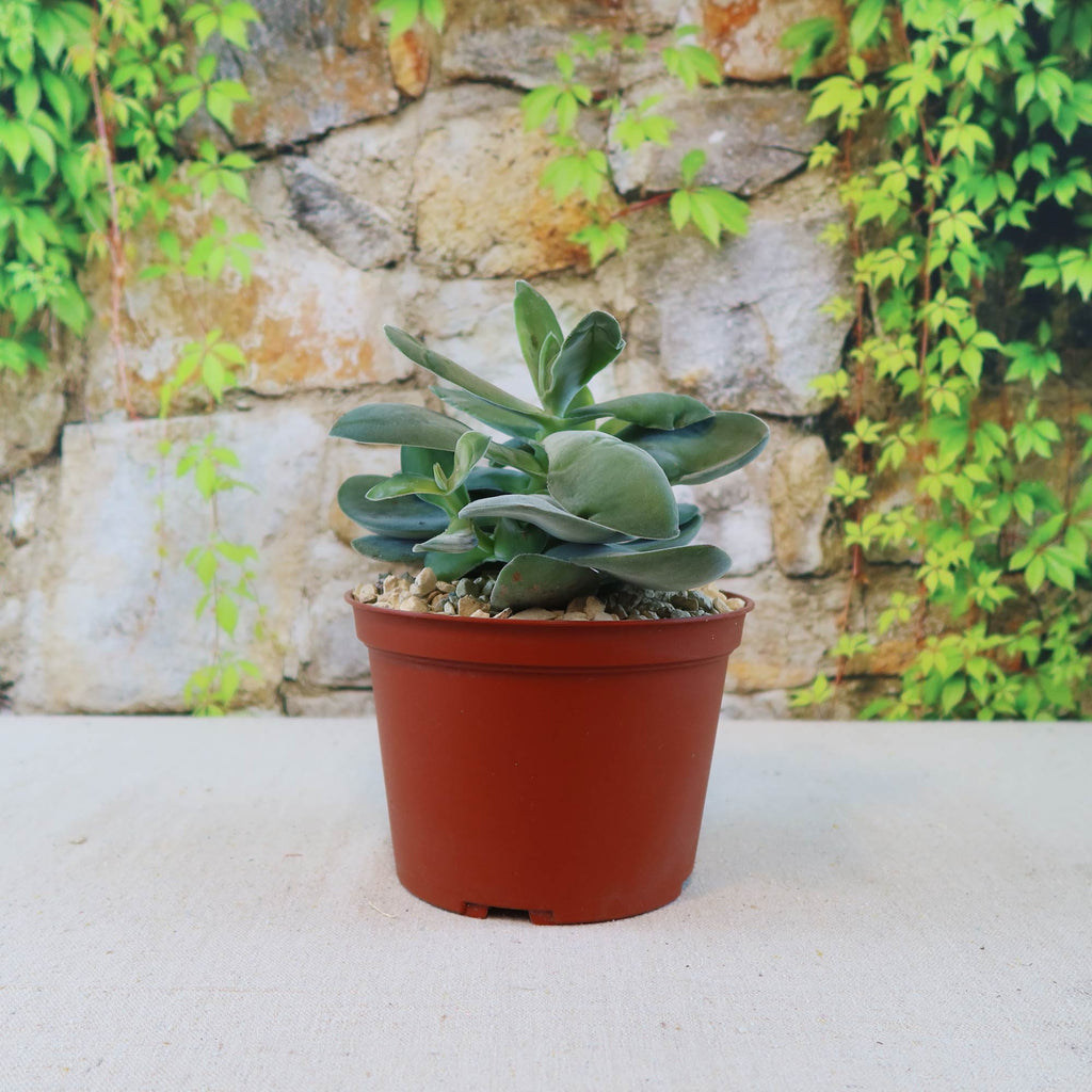 Crassula dubia green succulent in small brown plastic pot on a light surface, with stone wall and green vines in the background.