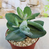 A Crassula dubia succulent with thick, flat leaves in a small brown pot with light gravel, set before a blurred stone wall.