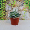 Crassula dubia succulent in a small brown pot on a beige surface, set against a stone wall and leafy green vines in the background.