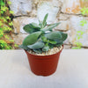 Crassula dubia with rounded green leaves in a brown plastic pot with pebbles, set before a rustic stone wall and leafy vines.